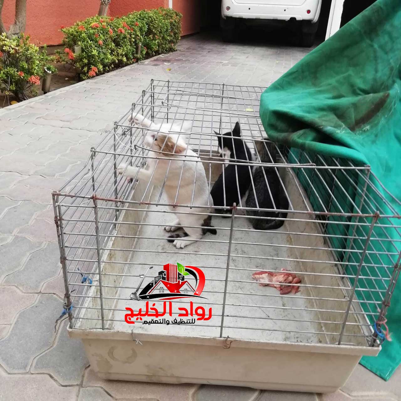 مكافحة الحيوانات الضالة