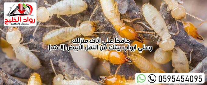 شركه مكافحه حشرات بجده