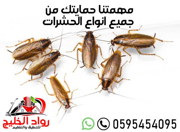 شركه مكافحه حشرات بجده
