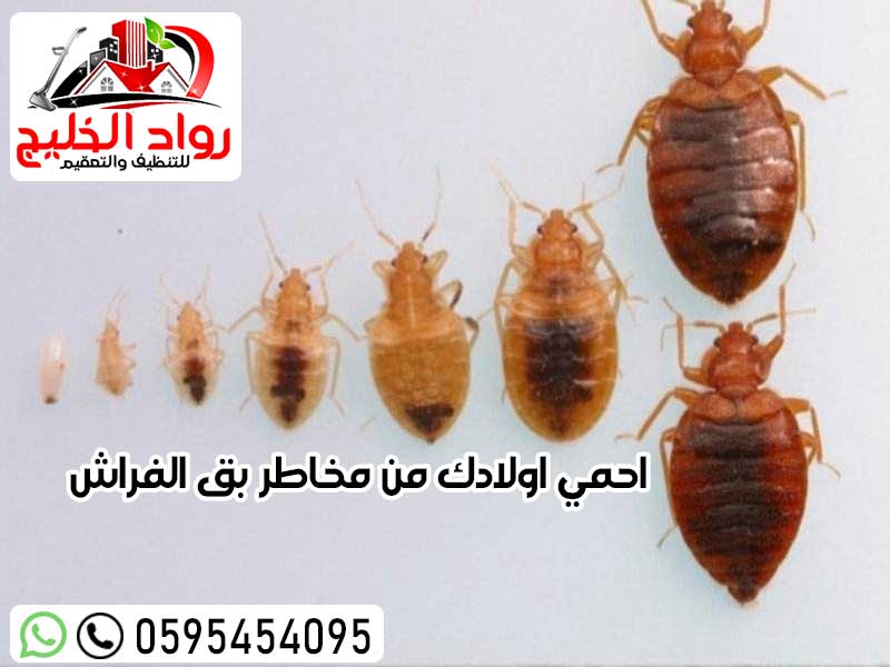 شركه مكافحه حشرات بجده
