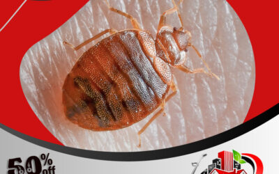 شركه رش بق بجدة خصم 50٪ رش بق الفراش بجده 0595454095