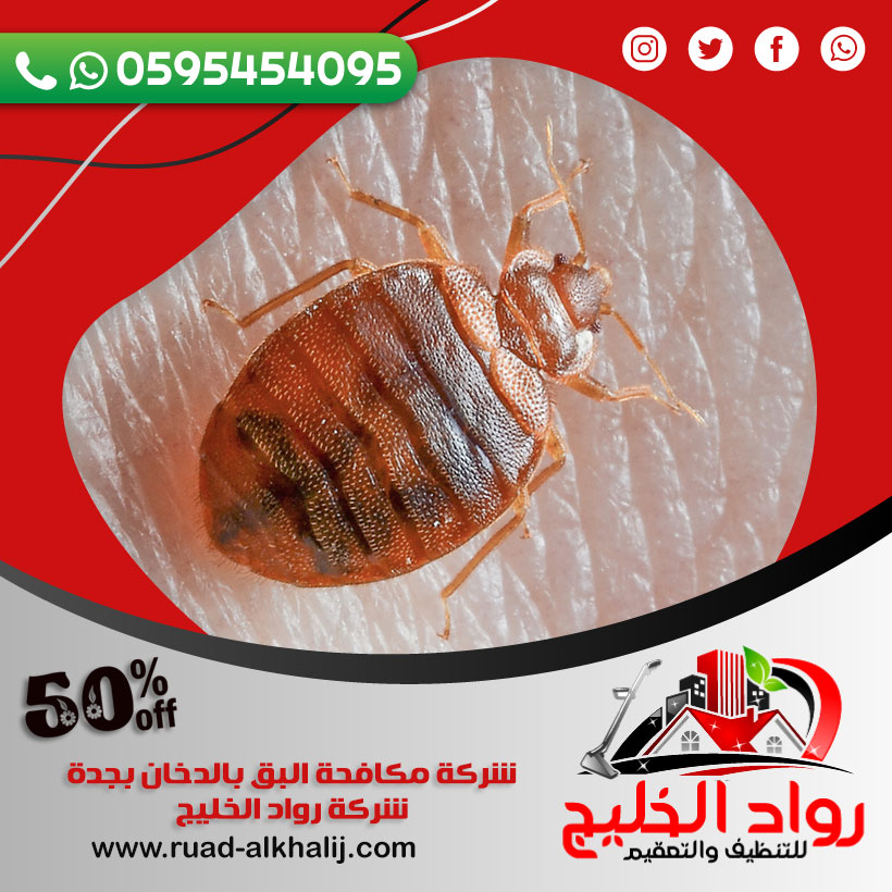 شركه رش بق بجدة خصم 50٪ رش بق الفراش بجده 0595454095