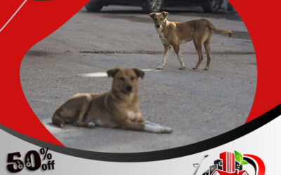 مكافحة الحيوانات الضالة القطط والكلاب الجبليه بجده 0595454095