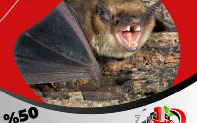شركة مكافحة الخفافيش بجدة طرد الخفافيش من الأشجار 50% خصم 0595454095
