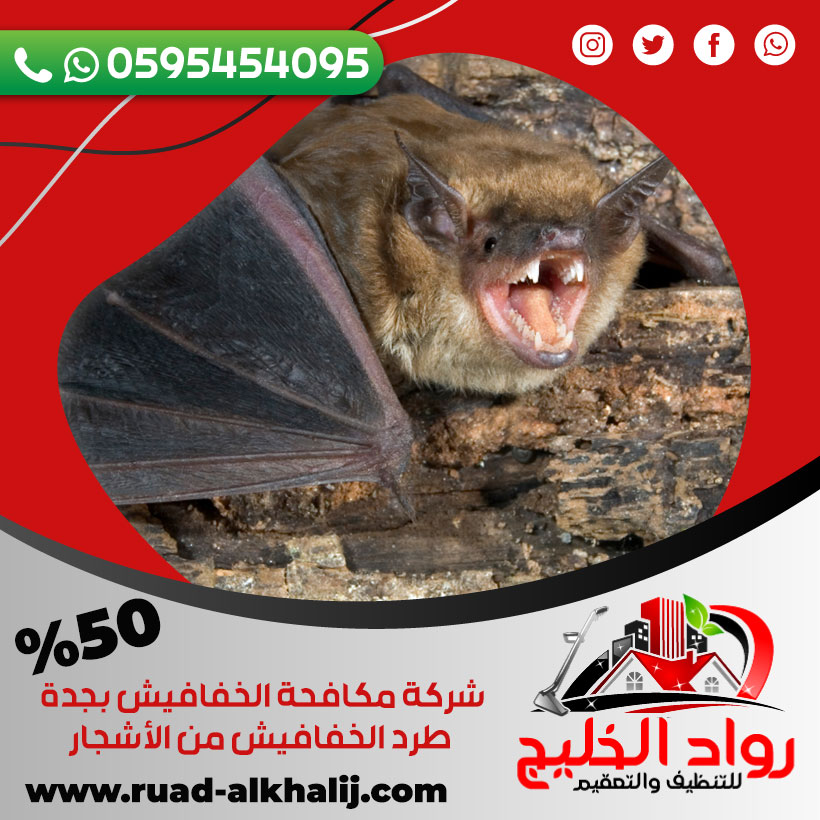 شركة مكافحة الخفافيش بمكة طرد الخفافيش من الأشجار 50% خصم 0595454095