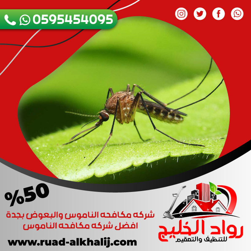 شركه مكافحه الناموس والبعوض بجدة 0595454095