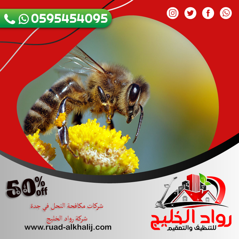 شركات مكافحة النحل في جدة