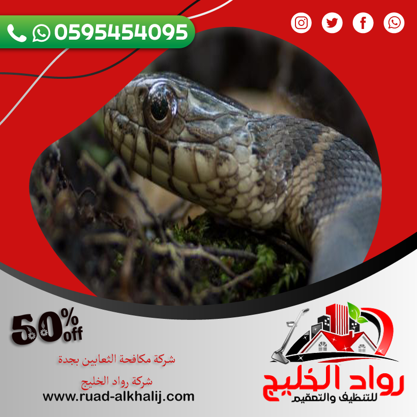 شركة مكافحة الثعابين بجدة 50% خصم 0595454095