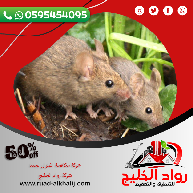 شركة مكافحة الفئران بجدة 50% خصم 0595454095