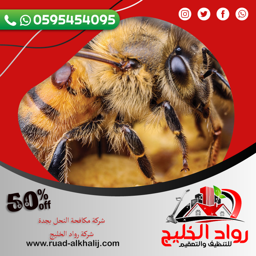 شركة مكافحة النحل بجدة 50% خصم 0595454095