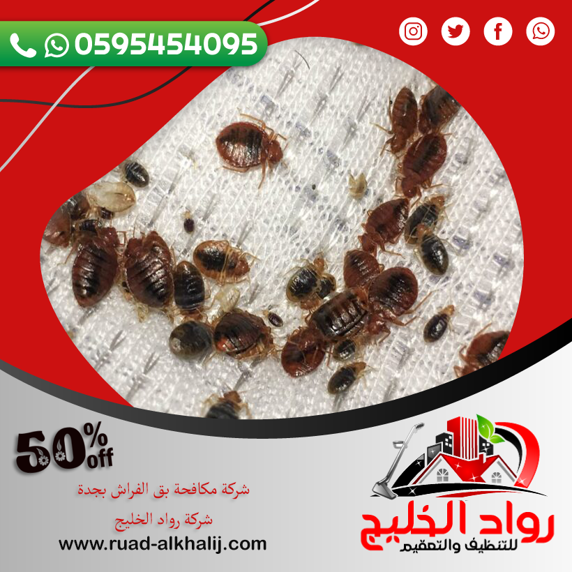 شركة مكافحة بق الفراش بجدة 50% خصم 0595454095