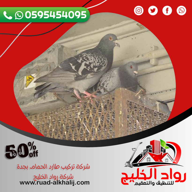 شركة تركيب طارد الحمام بجدة 50% خصم 0595454095