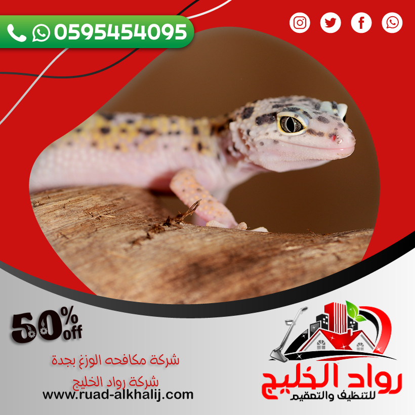 شركة مكافحه الوزغ بجدة 50% خصم 0595454095