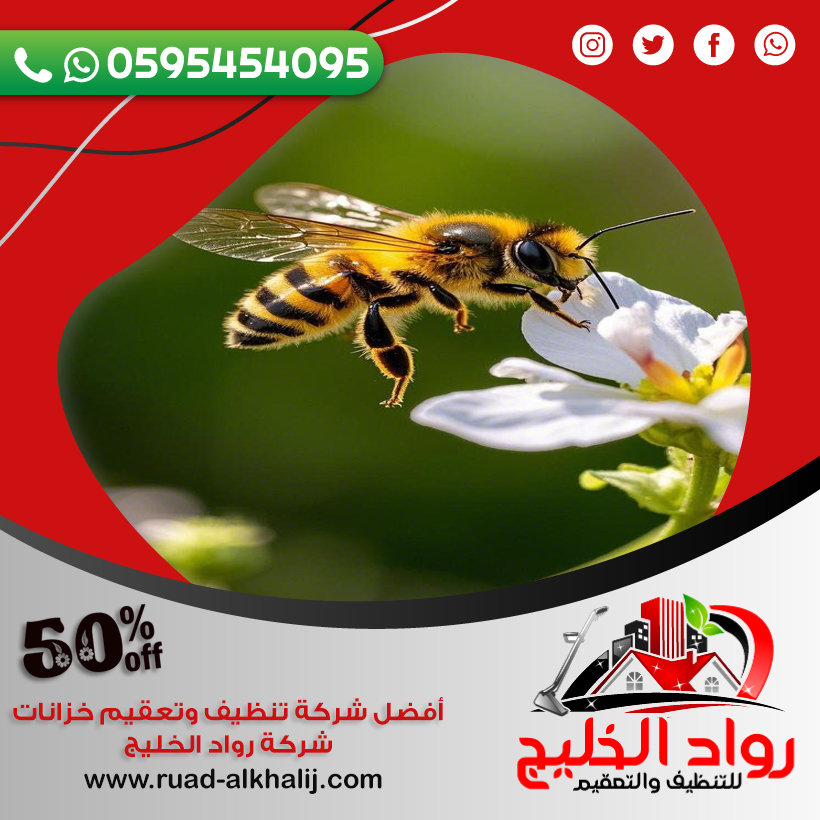 شركة مكافحة النحل بجدة