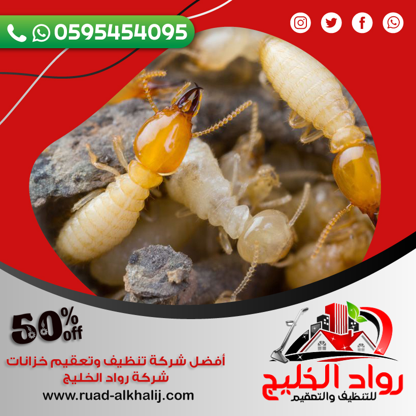 شركة مكافحة النمل الأبيض بجدة