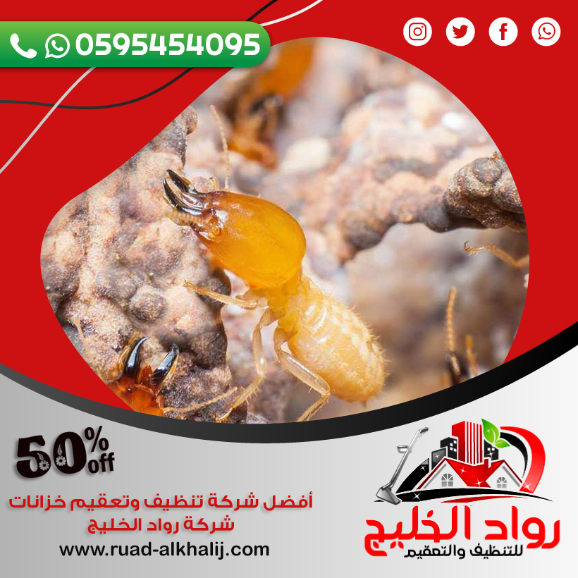 شركة مكافحة النمل الابيض بالطائف