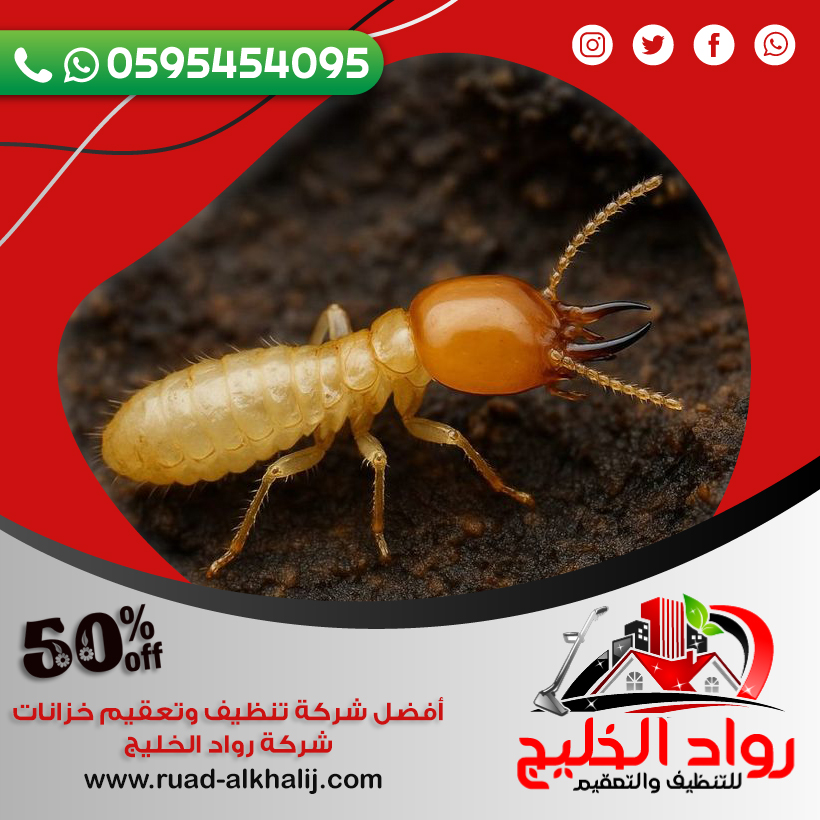 شركة مكافحة النمل بجدة