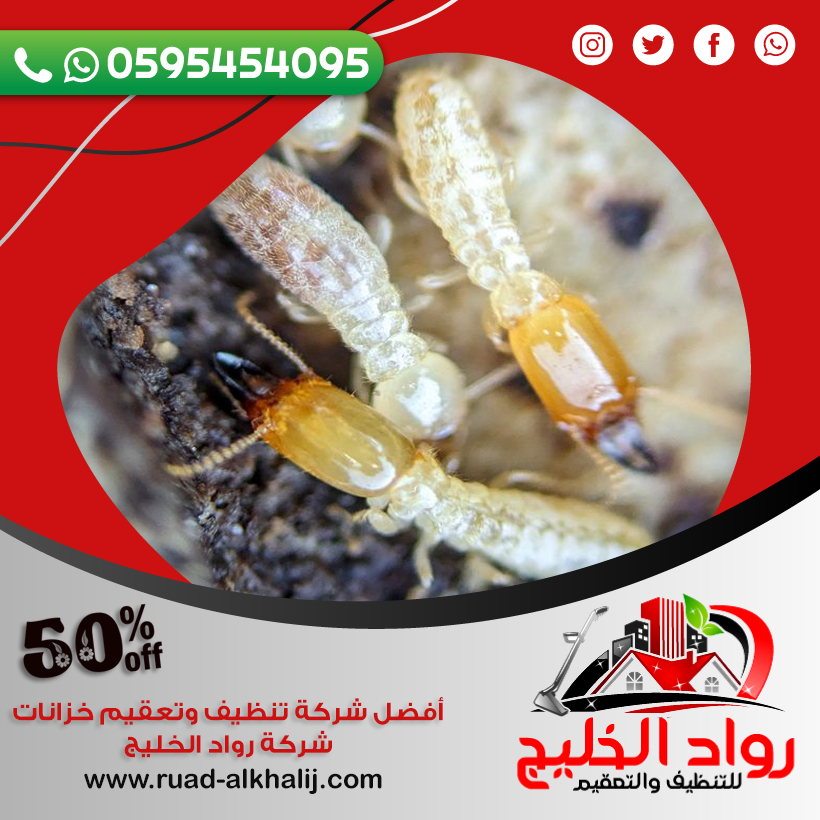شركة مكافحة النمل بجدة