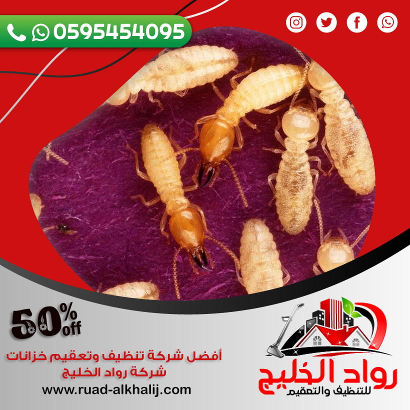 مكافحة النمل الابيض قبل البناء بجدة