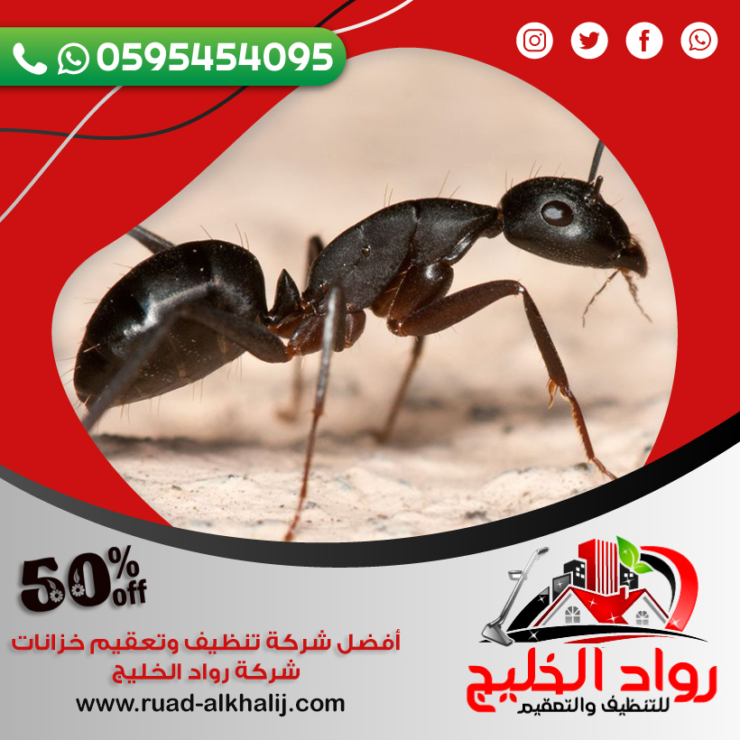 شركة مكافحة النمل الاسود بجدة