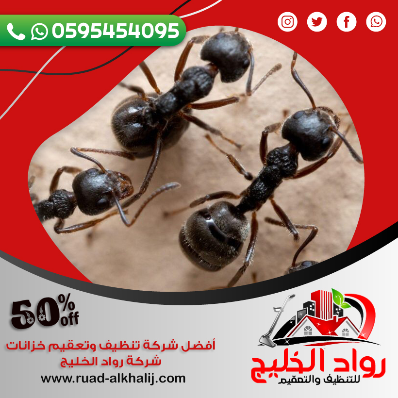 شركة مكافحة النمل الاسود بجدة