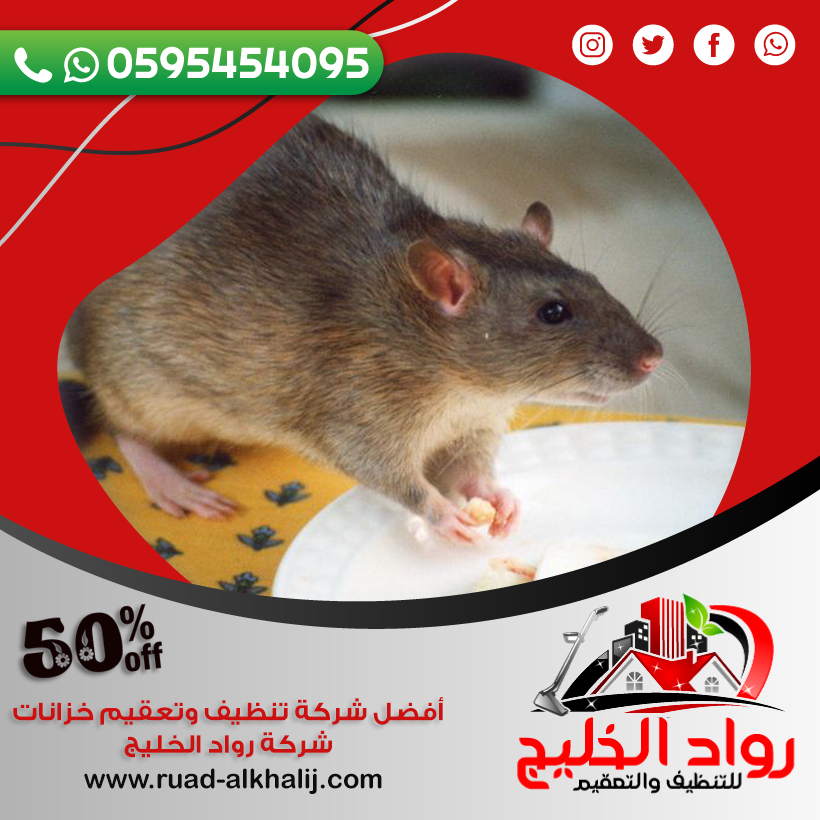 افضل شركة مكافحة الفئران جدة