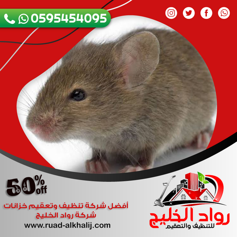 افضل شركة مكافحة الفئران جدة