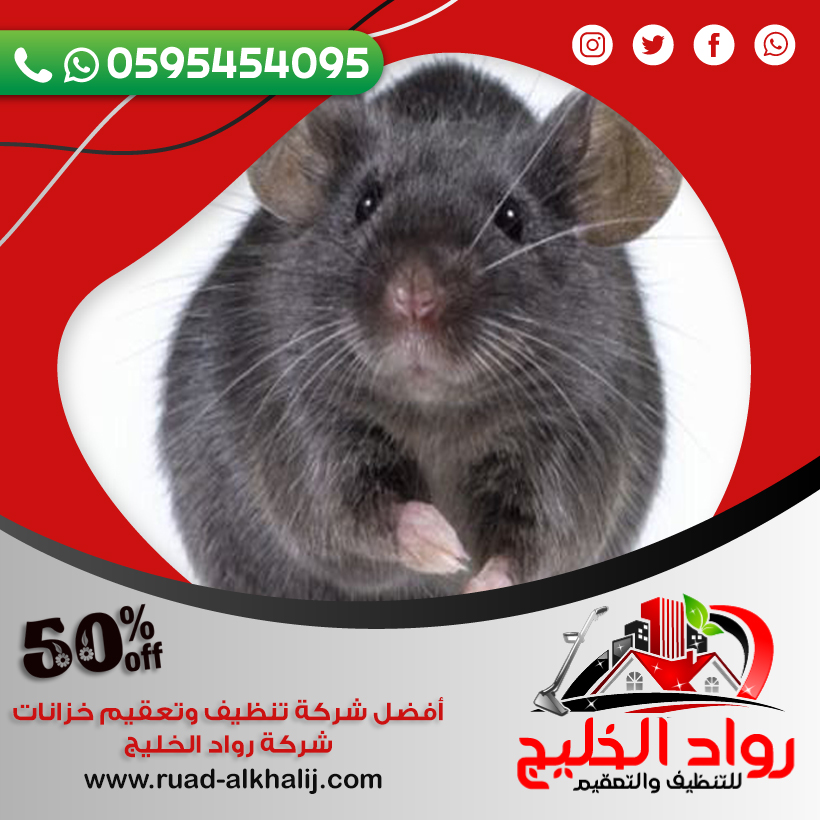 افضل شركة مكافحة الفئران جدة