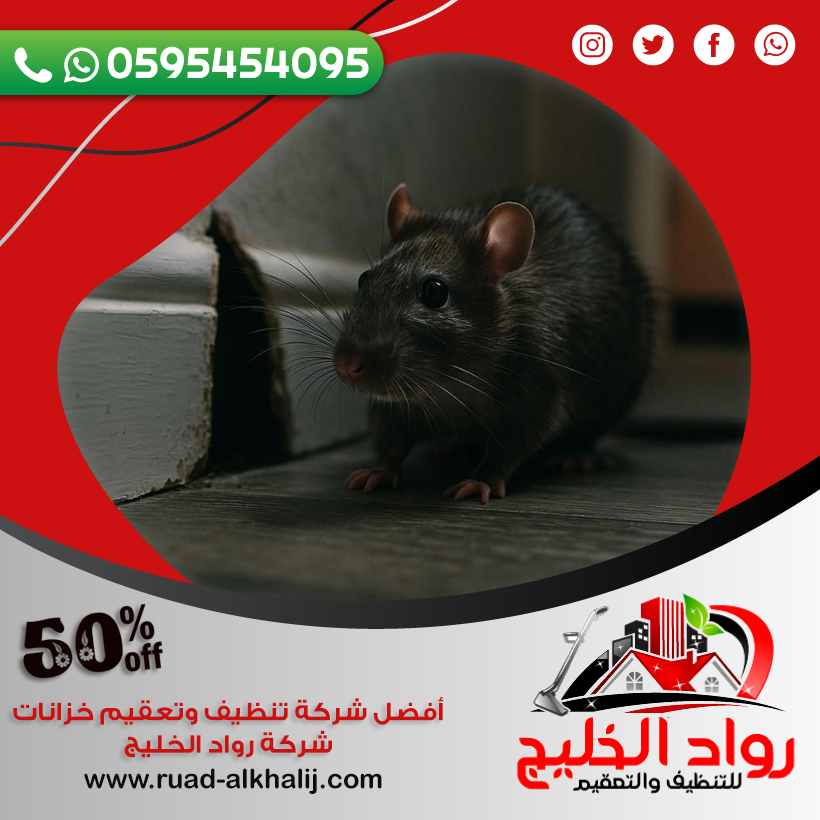 شركة مكافحة الفئران بالطائف
