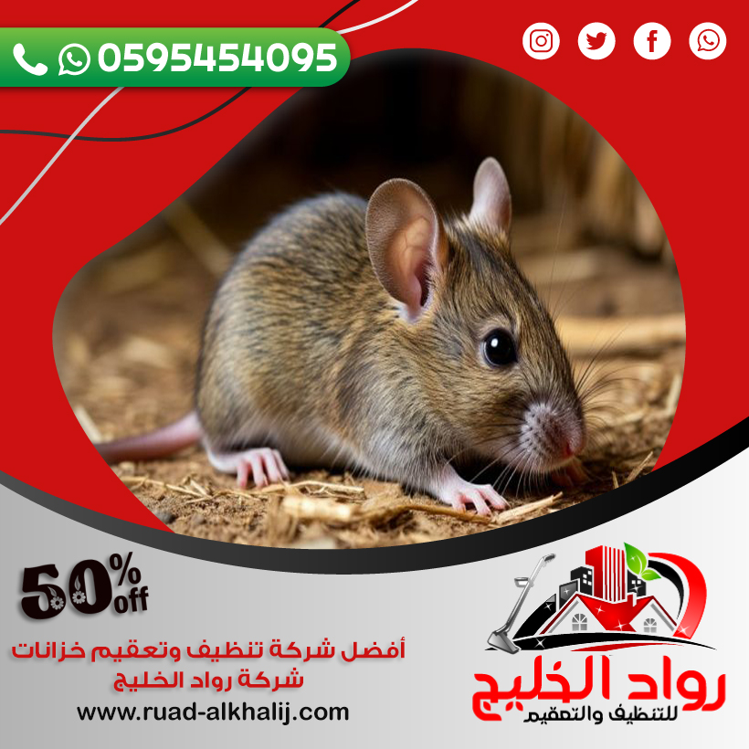 شركة مكافحة الفئران بالطائف