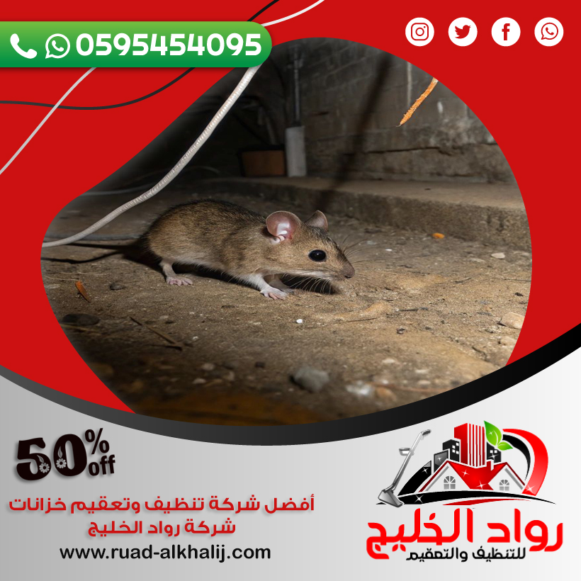 شركة مكافحة الفئران بالطائف