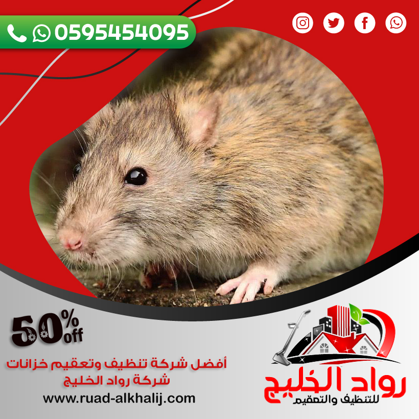 شركة مكافحة فئران برابغ