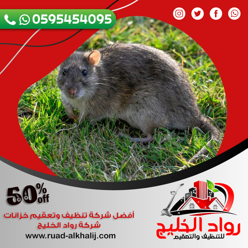 شركة مكافحة فئران برابغ