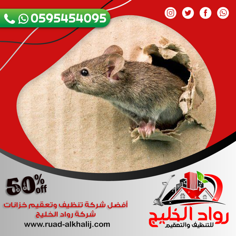 شركة مكافحة فئران بمكة