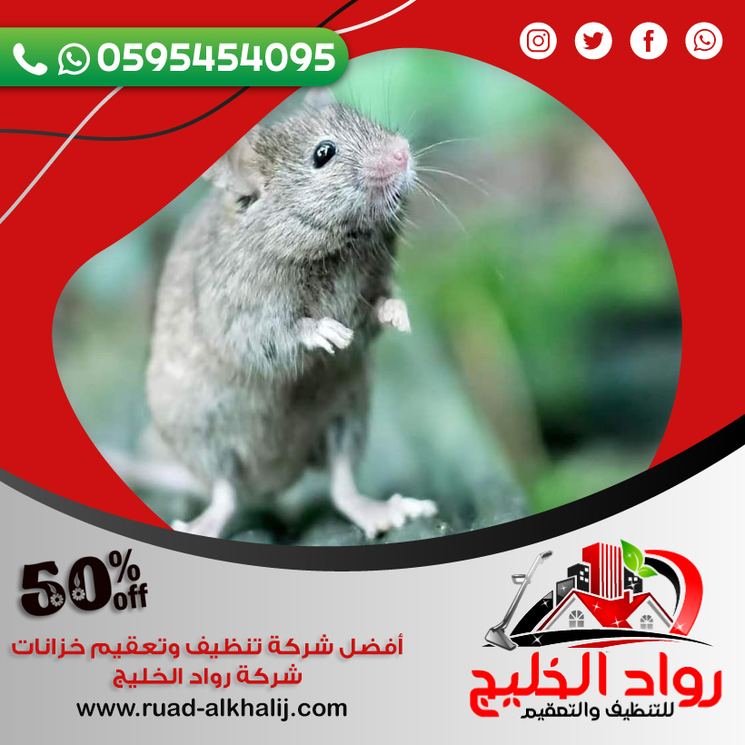 شركة مكافحة فئران بمكة