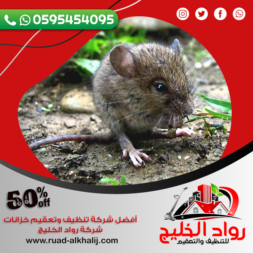 شركة مكافحة فئران بمكة