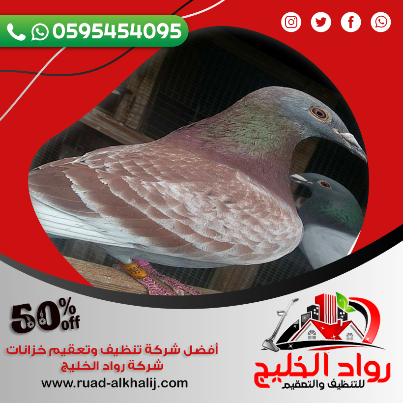 شركة مكافحة الحمام بجدة