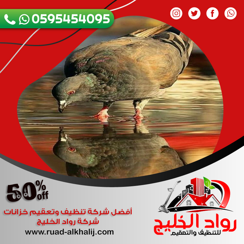 شركة مكافحة الحمام بجدة