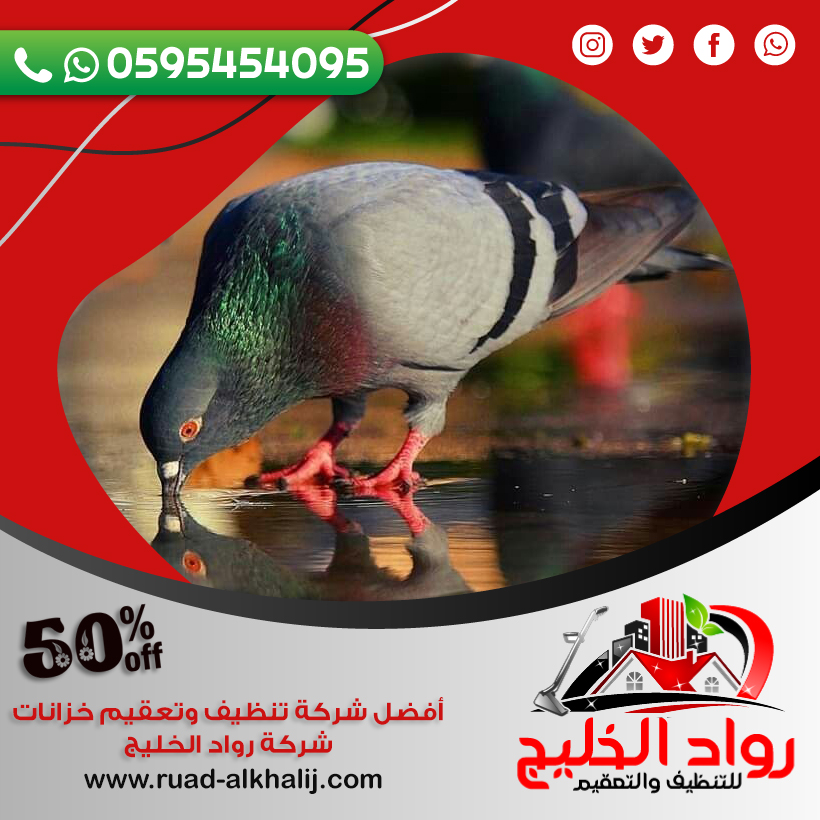 شركة مكافحة الحمام بجدة