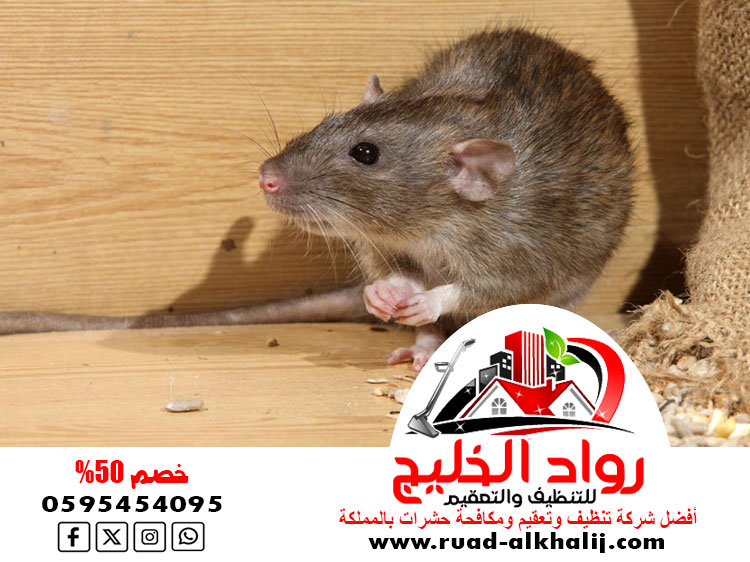افضل شركة مكافحة الفئران جدة
