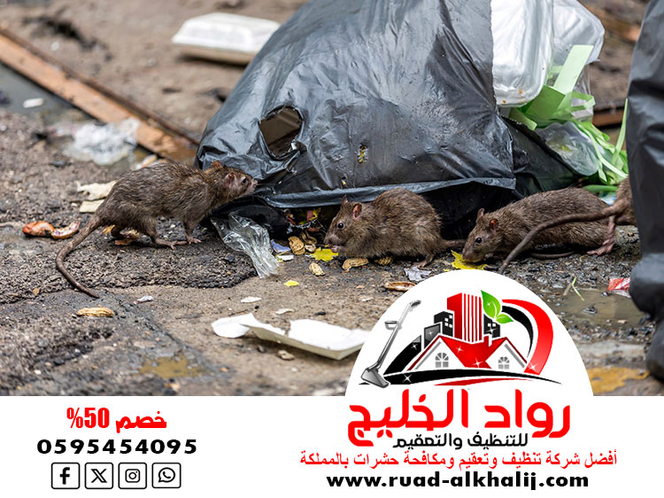 افضل شركة مكافحة الفئران جدة