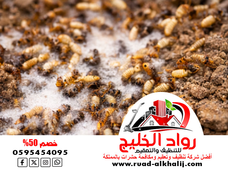 شركة مكافحة الارضه بجدة