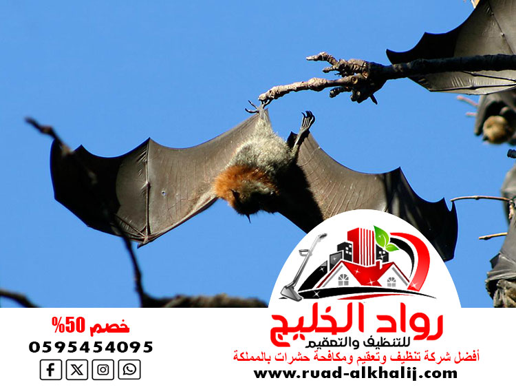 شركة مكافحة الخفافيش بجدة