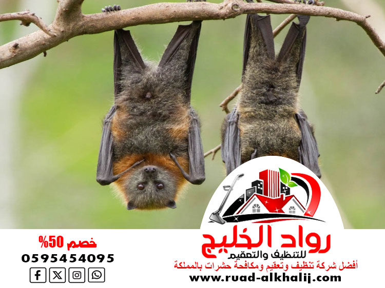شركة مكافحة الخفافيش بجدة