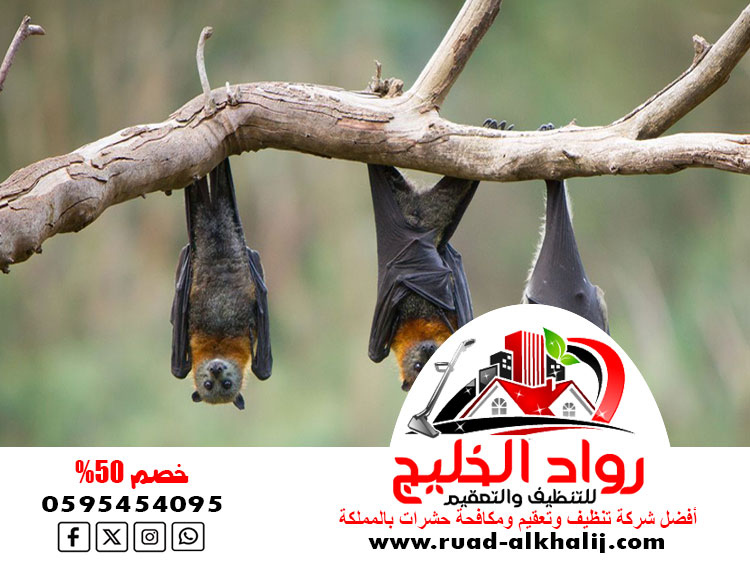 شركة مكافحة الخفافيش بجدة