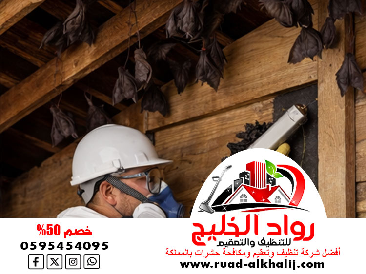 شركة مكافحة الخفافيش بجدة