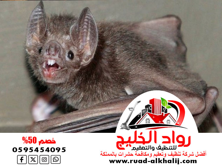 شركة مكافحة الخفافيش بجدة