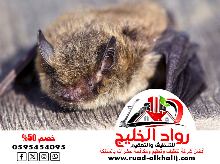 شركة مكافحة الخفافيش بجدة