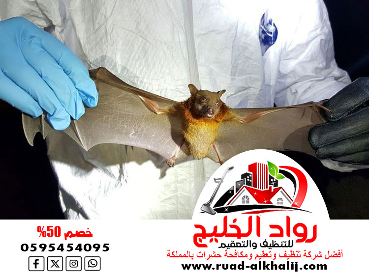 شركة مكافحة الخفافيش بمكة
