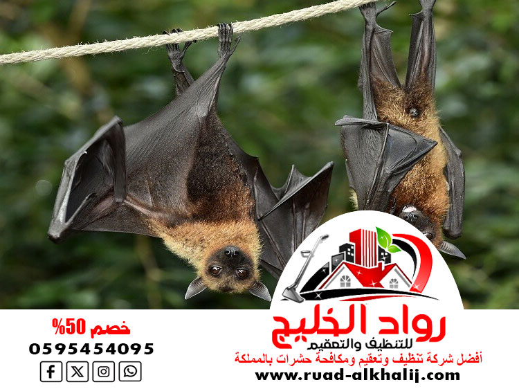 شركة مكافحة الخفافيش بمكة